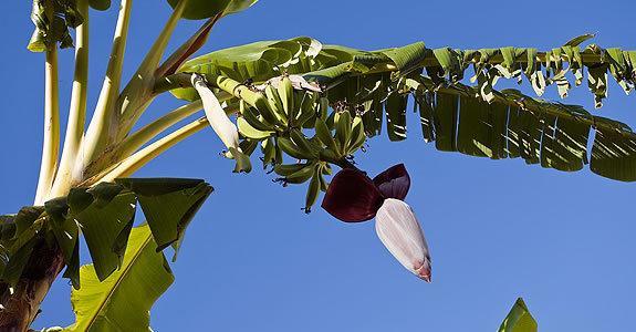 Sant'Angelo  Appartamenti Le Pleiadi - Succhivo D'Ischia מראה חיצוני תמונה